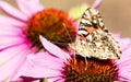 Painted lady butterfly on a purple coneflower Royalty Free Stock Photo