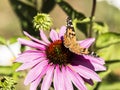 Painted lady butterfly on purple coneflower Royalty Free Stock Photo