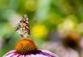 Painted lady butterfly on purple coneflower Royalty Free Stock Photo