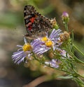 Painted Lady Butterfly on Purple Wildflowers, Ouray Perimeter Trail, Colorado