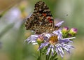 Painted Lady Butterfly on Purple Wildflowers, Ouray Perimeter Trail, Colorado #2