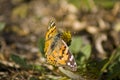 Painted Lady - Butterfly - Rear