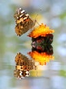 Painted lady butterfly with reflection Royalty Free Stock Photo