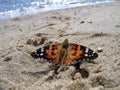 Painted Lady Butterfly on the sand Royalty Free Stock Photo
