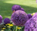 Painted lady butterfly sitting on a beautiful purple allium flower at a botanical garden in Durham, North Carolina Royalty Free Stock Photo