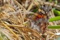 Painted Lady Butterfly Sitting on Grass Royalty Free Stock Photo