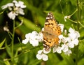 A Painted Lady butterfly sitting on a hespiris Royalty Free Stock Photo