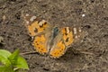 Painted lady butterfly with orange wings, sitting on the ground Royalty Free Stock Photo