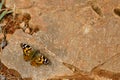 Painted lady butterfly sitting on stone at the ground Royalty Free Stock Photo