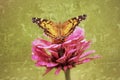 Painted Lady Butterfly spreads its wings in this antiqued photograph.