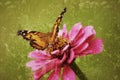 Painted Lady Butterfly lights on a zinnia in an antiqued photograph.