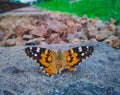 The Painted Lady butterfly on a Stone Royalty Free Stock Photo