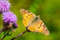 Painted Lady butterfly, vanessa cardu, feeding