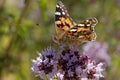 Painted Lady butterfly (Vanessa cardui) Royalty Free Stock Photo