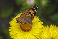 Painted Lady butterfly (Vanessa cardui) Royalty Free Stock Photo