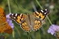 Painted Lady butterfly (Vanessa cardui) Royalty Free Stock Photo