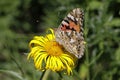 Painted Lady butterfly (Vanessa cardui) Royalty Free Stock Photo