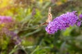 Painted Lady Butterfly Royalty Free Stock Photo