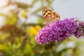 Painted Lady Butterfly Royalty Free Stock Photo