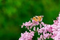 Painted Lady butterfly, Vanessa cardui on flowers Royalty Free Stock Photo