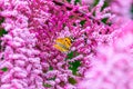 Painted Lady butterfly, Vanessa cardui on flowers