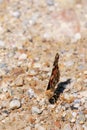 Painted Lady butterfly Vanessa cardui  front view Royalty Free Stock Photo