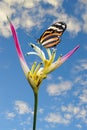 Painted lady butterfly vanessa cardui on a Heliconia psittacorum flower