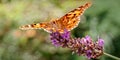 Painted Lady Butterfly, Vanessa cardui on Lavender_2