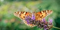 Painted Lady Butterfly, Vanessa cardui on Lavender