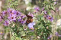 Painted Lady Butterfly Vanessa cardui on New England Aster