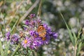 Painted Lady Butterfly Vanessa cardui on New England Aster