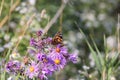 Painted Lady Butterfly Vanessa cardui on New England Aster Royalty Free Stock Photo