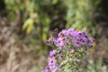 Painted Lady Butterfly Vanessa cardui on New England Aster Royalty Free Stock Photo