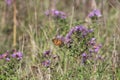 Painted Lady Butterfly Vanessa cardui on New England Aster Royalty Free Stock Photo