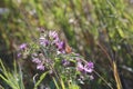 Painted Lady Butterfly Vanessa cardui on New England Aster Royalty Free Stock Photo