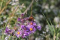 Painted Lady Butterfly Vanessa cardui on New England Aster Royalty Free Stock Photo