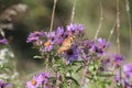 Painted Lady Butterfly Vanessa cardui on New England Aster Royalty Free Stock Photo