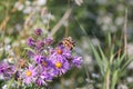 Painted Lady Butterfly Vanessa cardui on New England Aster Royalty Free Stock Photo