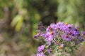 Painted Lady Butterfly Vanessa cardui on New England Aster Royalty Free Stock Photo