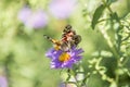 Painted Lady Butterfly, Vanessa cardui Royalty Free Stock Photo