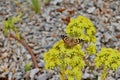 Painted Lady Butterfly Vanessa cardui 13