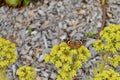 Painted Lady Butterfly Vanessa cardui 12