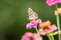 Painted Lady butterfly on pink zinnia flower Royalty Free Stock Photo