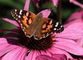 Painted Lady Butterfly Or Vanessa Cardui On Purple Cone Flower Royalty Free Stock Photo