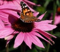 Painted Lady Butterfly Or Vanessa Cardui On Purple Cone Flower Royalty Free Stock Photo