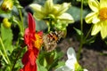 Painted Lady butterfly, Vanessa cardui, on red Dahlia flower Royalty Free Stock Photo