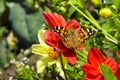 Painted Lady Butterfly, Vanessa Cardui, On Red Dahlia Flower