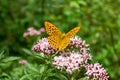 Painted Lady butterfly (Vanessa Cardui) Royalty Free Stock Photo