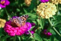 Painted lady butterfly - Vanessa cardui sitting on zinnia flower Royalty Free Stock Photo