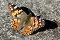 Painted Lady Butterfly - Vanessa cardui Royalty Free Stock Photo